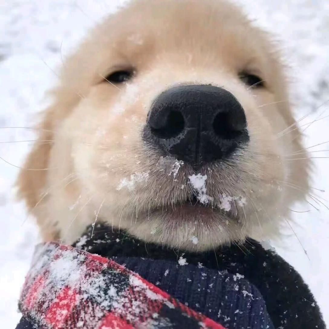 snow电竞 七七